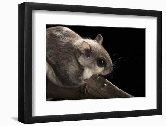 Southern Flying Squirrel, Controlled Situation, Florida-Maresa Pryor-Framed Photographic Print