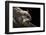 Southern Flying Squirrel, Controlled Situation, Florida-Maresa Pryor-Framed Photographic Print