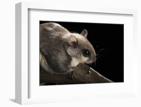 Southern Flying Squirrel, Controlled Situation, Florida-Maresa Pryor-Framed Photographic Print