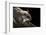 Southern Flying Squirrel, Controlled Situation, Florida-Maresa Pryor-Framed Photographic Print