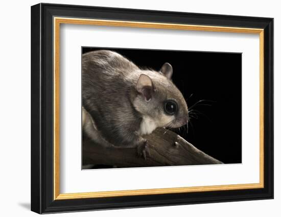 Southern Flying Squirrel, Controlled Situation, Florida-Maresa Pryor-Framed Photographic Print