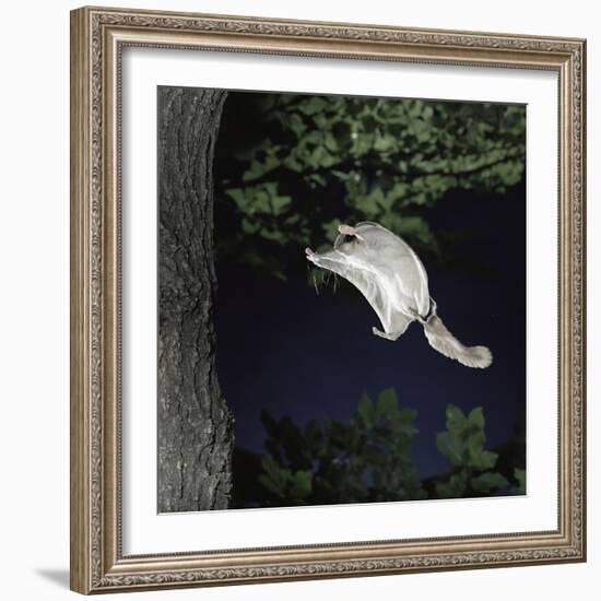 Southern Flying Squirrel (Glaucomys Volans) Landing on Tree Trunk, Captive-null-Framed Photographic Print