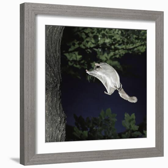 Southern Flying Squirrel (Glaucomys Volans) Landing on Tree Trunk, Captive-null-Framed Photographic Print