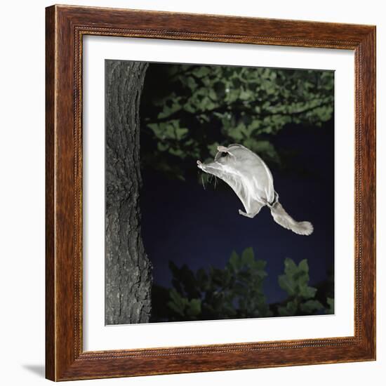 Southern Flying Squirrel (Glaucomys Volans) Landing on Tree Trunk, Captive-null-Framed Photographic Print