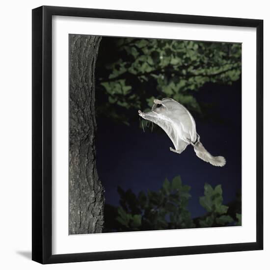 Southern Flying Squirrel (Glaucomys Volans) Landing on Tree Trunk, Captive-null-Framed Photographic Print