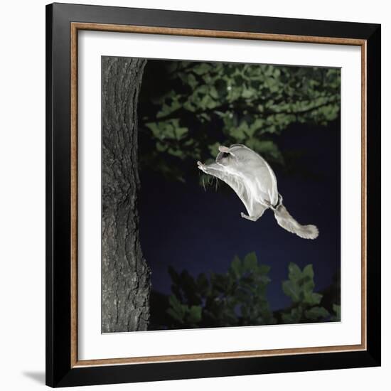 Southern Flying Squirrel (Glaucomys Volans) Landing on Tree Trunk, Captive-null-Framed Photographic Print