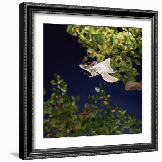 Southern Flying Squirrel (Glaucomys Volans) Taking Off, Captive-Kim Taylor-Framed Photographic Print