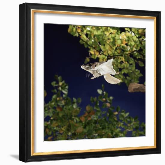 Southern Flying Squirrel (Glaucomys Volans) Taking Off, Captive-Kim Taylor-Framed Photographic Print