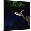 Southern Flying Squirrel-null-Mounted Photographic Print