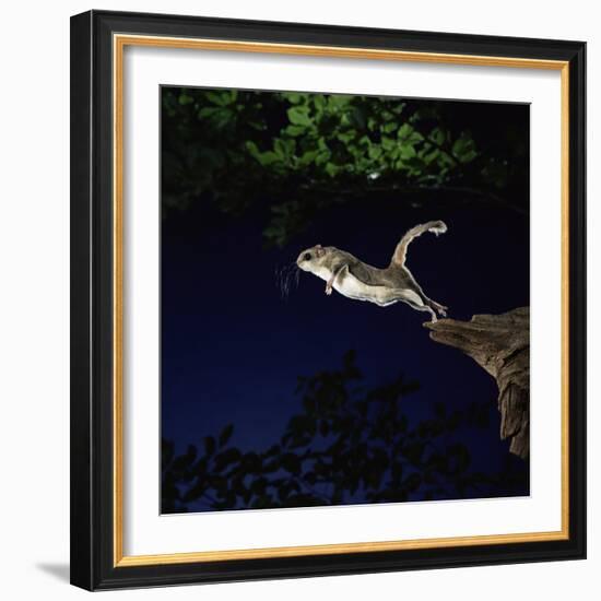 Southern Flying Squirrel-null-Framed Photographic Print