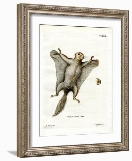 Southern Flying Squirrel-null-Framed Giclee Print