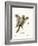 Southern Flying Squirrel-null-Framed Giclee Print