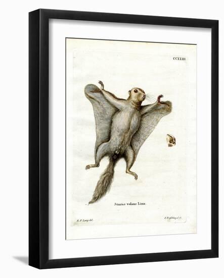 Southern Flying Squirrel-null-Framed Giclee Print