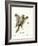 Southern Flying Squirrel-null-Framed Giclee Print