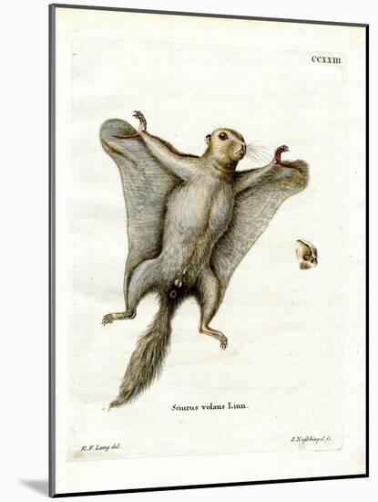 Southern Flying Squirrel-null-Mounted Giclee Print