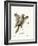 Southern Flying Squirrel-null-Framed Giclee Print