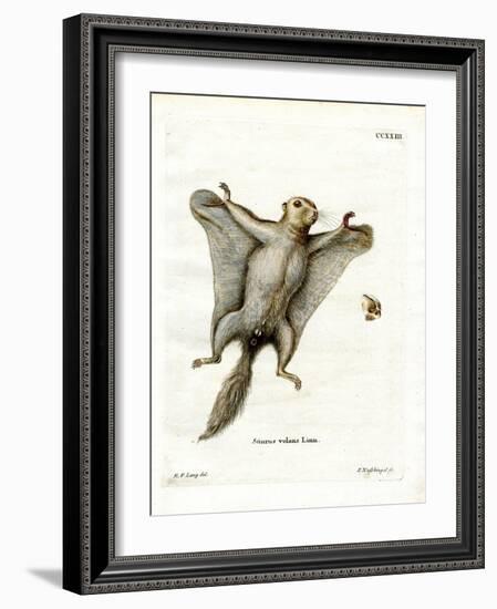 Southern Flying Squirrel-null-Framed Giclee Print