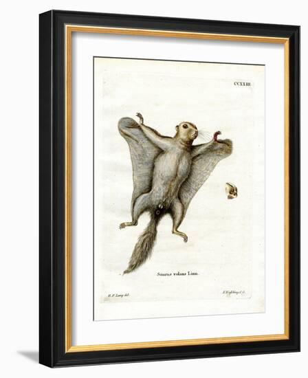 Southern Flying Squirrel-null-Framed Giclee Print