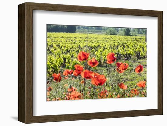 Southern France, Poppy Fields Near St. Remy, Provence-Emily Wilson-Framed Photographic Print