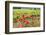 Southern France, Poppy Fields Near St. Remy, Provence-Emily Wilson-Framed Photographic Print