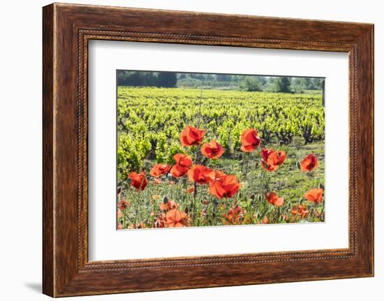 Southern France, Poppy Fields Near St. Remy, Provence-Emily Wilson-Framed Photographic Print