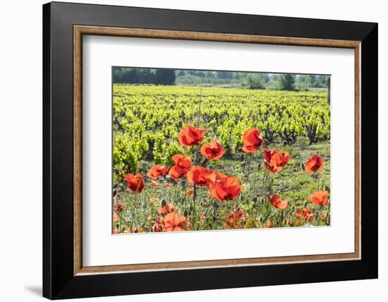 Southern France, Poppy Fields Near St. Remy, Provence-Emily Wilson-Framed Photographic Print