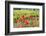 Southern France, Poppy Fields Near St. Remy, Provence-Emily Wilson-Framed Photographic Print