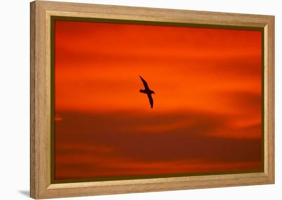 Southern Giant Petrel in Flight at Sunset-null-Framed Premier Image Canvas