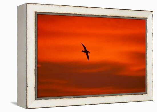 Southern Giant Petrel in Flight at Sunset-null-Framed Premier Image Canvas