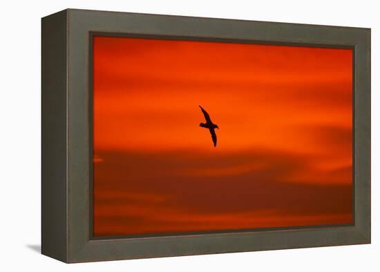 Southern Giant Petrel in Flight at Sunset-null-Framed Premier Image Canvas