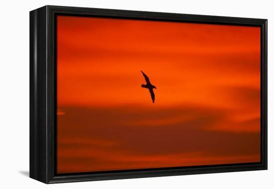 Southern Giant Petrel in Flight at Sunset-null-Framed Premier Image Canvas