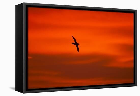 Southern Giant Petrel in Flight at Sunset-null-Framed Premier Image Canvas