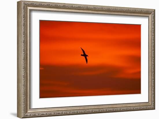 Southern Giant Petrel in Flight at Sunset-null-Framed Photographic Print