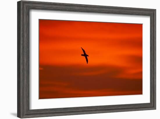 Southern Giant Petrel in Flight at Sunset-null-Framed Photographic Print