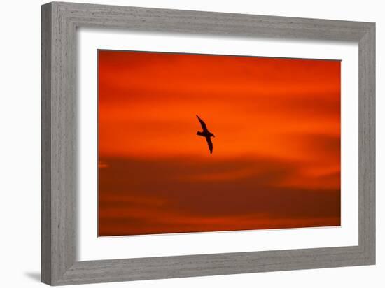 Southern Giant Petrel in Flight at Sunset-null-Framed Photographic Print