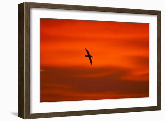 Southern Giant Petrel in Flight at Sunset-null-Framed Photographic Print