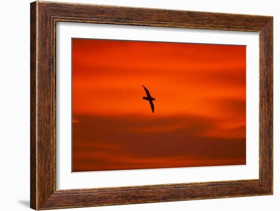 Southern Giant Petrel in Flight at Sunset-null-Framed Photographic Print