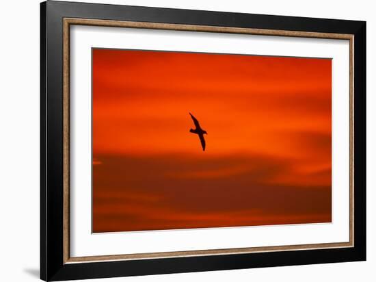 Southern Giant Petrel in Flight at Sunset-null-Framed Photographic Print