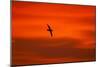 Southern Giant Petrel in Flight at Sunset-null-Mounted Photographic Print