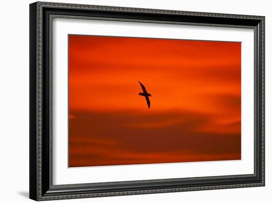 Southern Giant Petrel in Flight at Sunset-null-Framed Photographic Print