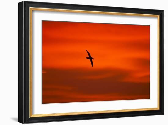 Southern Giant Petrel in Flight at Sunset-null-Framed Photographic Print