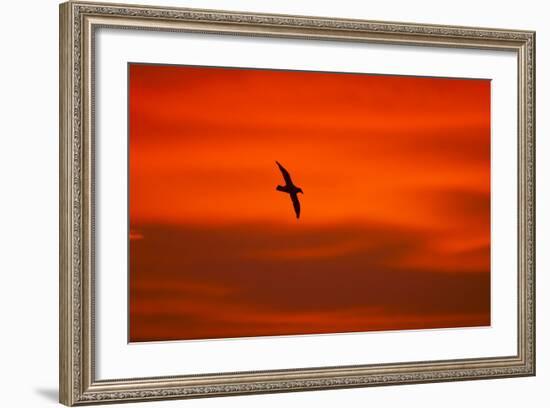 Southern Giant Petrel in Flight at Sunset-null-Framed Photographic Print