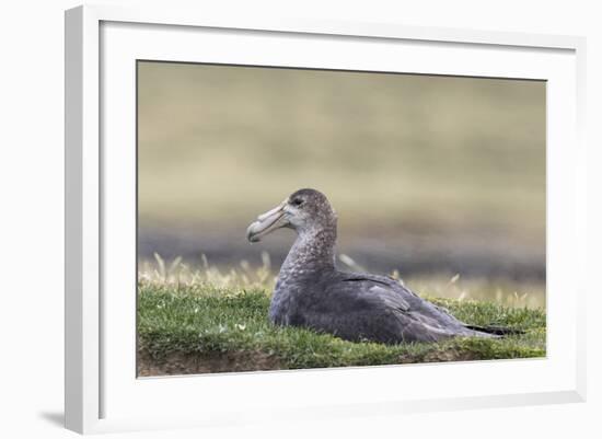 Southern Giant Petrel (Macronectes Giganteus), on the Falkland Islands-Martin Zwick-Framed Photographic Print