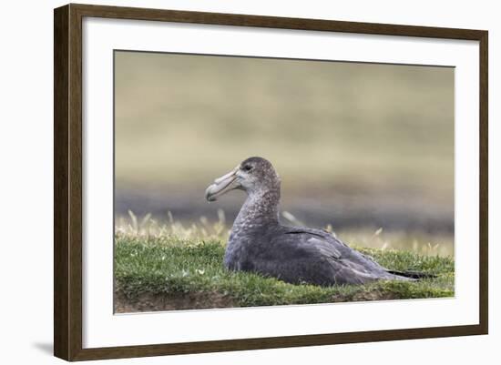 Southern Giant Petrel (Macronectes Giganteus), on the Falkland Islands-Martin Zwick-Framed Photographic Print