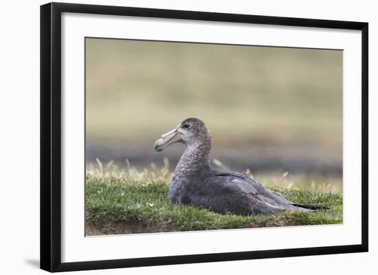 Southern Giant Petrel (Macronectes Giganteus), on the Falkland Islands-Martin Zwick-Framed Photographic Print