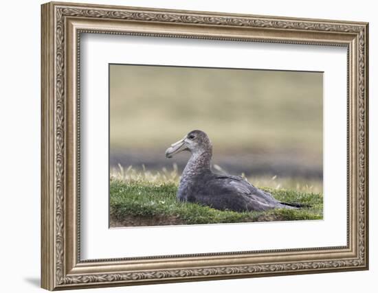 Southern Giant Petrel (Macronectes Giganteus), on the Falkland Islands-Martin Zwick-Framed Photographic Print