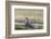 Southern Giant Petrel (Macronectes Giganteus), on the Falkland Islands-Martin Zwick-Framed Photographic Print