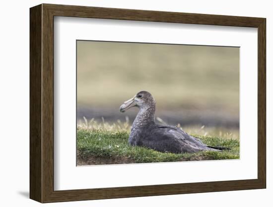 Southern Giant Petrel (Macronectes Giganteus), on the Falkland Islands-Martin Zwick-Framed Photographic Print