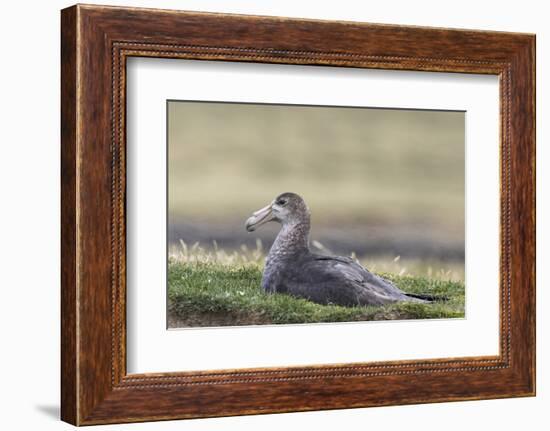 Southern Giant Petrel (Macronectes Giganteus), on the Falkland Islands-Martin Zwick-Framed Photographic Print