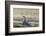 Southern Giant Petrel (Macronectes Giganteus), on the Falkland Islands-Martin Zwick-Framed Photographic Print